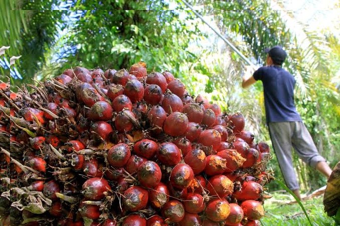 Disbun Inhil: Harga Sawit Naik
